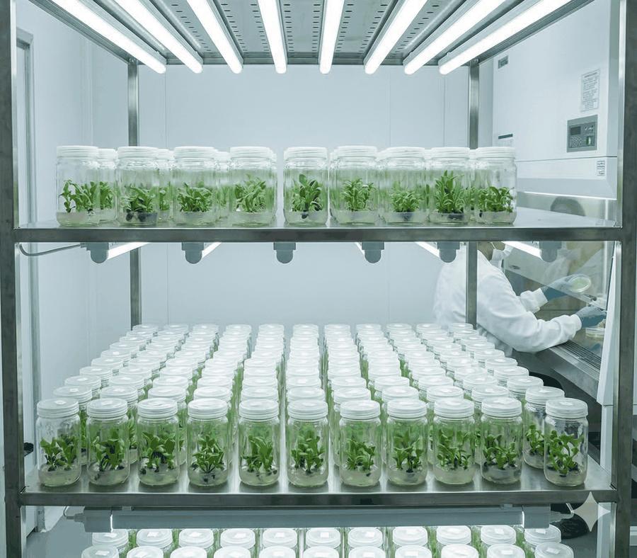 Plantas cultivadas en condiciones controladas de laboratorio